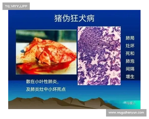 猪场传染病治疗探索